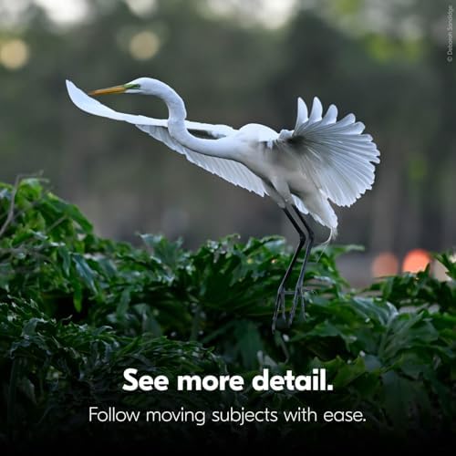 Nikon STABILIZED 12x25 Binoculars - Optical Image Stabilization, Blur-Free View, Waterproof Design, 12x Magnification for Hunting, Birdwatching & Outdoor Activities